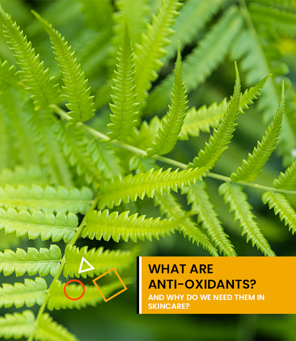 Read more about the article What are Anti-Oxidants? And why do we need them in skincare?